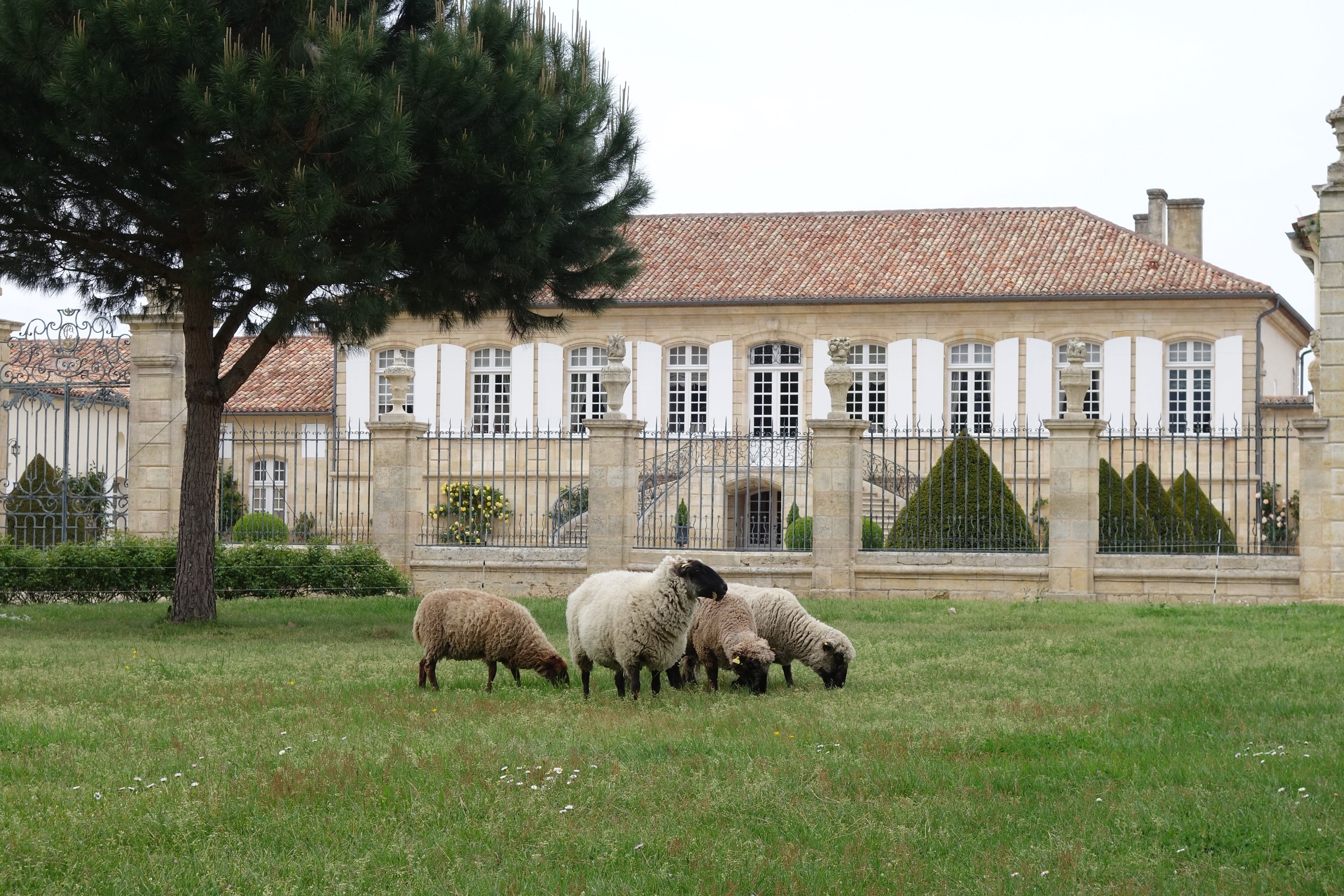 8.Biodiversity. Sheep in Chateau La Lagune Park.JPG