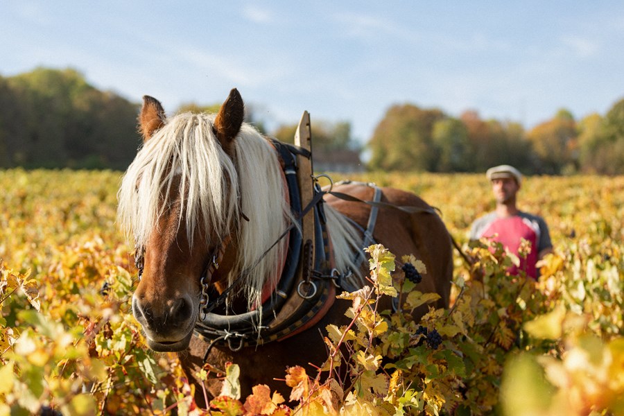 <p>Chartogne-Taillet er i dag eneste&nbsp;<em>r&eacute;coltant-manipulant</em>&nbsp;i Merfy, det vil si en som produserer champagne av druer fra egne vinmarker. Alexandre jobbet en periode sammen med Anselme Selosse i 2006, som har v&aelig;rt en stor inspirasjon for hans vitikultur. Det vesentlige er &aring; f&aring; bevart og uttrykt de distinkte karakterene fra landsbyens terroir, og totalt produsert det seks enkeltvinmarksviner fra Merfy. Siden jordsmonnet i kommunen best&aring;r av sand, l&oslash;ss, sandstein og leire over kalk, er det viktig at r&oslash;ttene g&aring;r dypt ned i jorden for &aring; ekstrahere mineralitet. Halvparten av parsellene pl&oslash;yes med hest og resten kultiveres med en lett traktor. Det benyttes ingen ugressmidler eller syntetisk gj&oslash;dsel, og det dyrkes <em>cover crops</em> i flere av parsellene for &aring; gi &oslash;kt biodiversitet. I tillegg til vinmarkene i Merfy og Saint-Thierry i den nordlige delen av Champagne, har han siden 2015 laget vin fra 1 hektar fordelt p&aring; 13 parseller i Avize.&nbsp;</p>