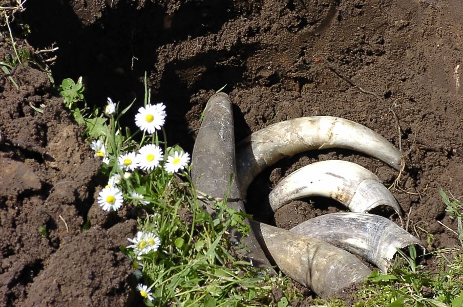 <p>Dr. Burklin-Wolf praktiserer i dag biodynamiske metoder i produksjonen. Det inneb&aelig;rer i praksis en filosofi der det legges opp til minst mulig grad av intervenerende inngrep underveis i prosessen fra knoppskyting frem til tapping p&aring; flaske. I vitikulturen brukes det for eksempel n&oslash;ye utvalgte kloner fra egne vinmarker og organisk gj&oslash;dsel. Kunstige spr&oslash;ytemidler anvendes ikke. Det pl&oslash;yes med hest i vinmarkene for &aring; lufte jorden for &aring; legge til rette for h&oslash;yest mulig baktriell aktivitet i den &oslash;vre delen av jordlaget, men ogs&aring; for &aring; kutte rotforbindelsene mellom vinstokkene slik at r&oslash;ttene utvikler dype rotsystemer, noe som igjen sikrer et stabilt n&aelig;ringsopptak uavhengig av &aring;rgangsvariasjoner. Disse inngrepene iverksettes for at hver enkelt vin skal f&aring; et mest mulig distinkt og individuelt s&aelig;rpreg.&nbsp;</p>