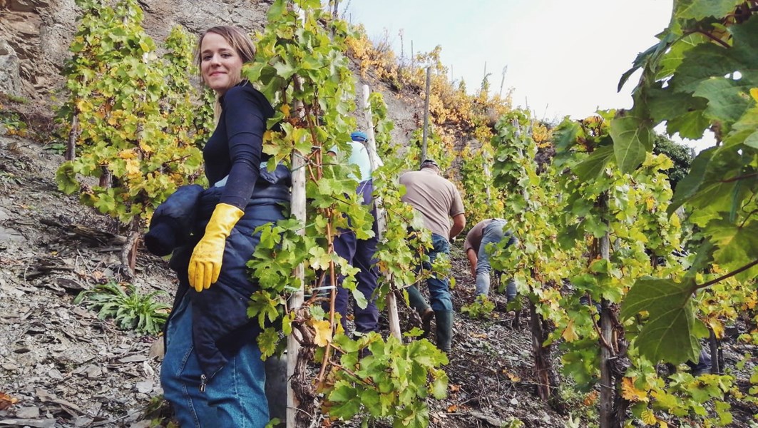 <p>Druene presses forsiktig p&aring; pneumatiske presser og mosten klares naturlig. Fermentasjonen er kj&oslash;lig og foreg&aring;r i rustfrie st&aring;ltanker og tradisjonelle fuder p&aring; 1000 liter, for de enkelte vinmarkene er fordelingen ofte 50/50. Totalt sett er det hos Selbach-Oster minimal intervenering i produksjonen fra drue til flaske. Vinen ligger p&aring; bunnfallet i ca 10 mnd frem til tapping p&aring; flaske, med kun &eacute;n omstikking.</p>
<p>Vinstilen hos Johannes Selbach er p&aring; den raffinerte siden med ekstrem klarhet i frukten og med god underbyggende syrlighet og mineralitet. Selbach-Osters viner har s&aring; godt som alltid perfekt balanse mellom s&oslash;dme og limeaktig syrlighet. Det gir vinene sjelden friskhet og vitalitet.</p>