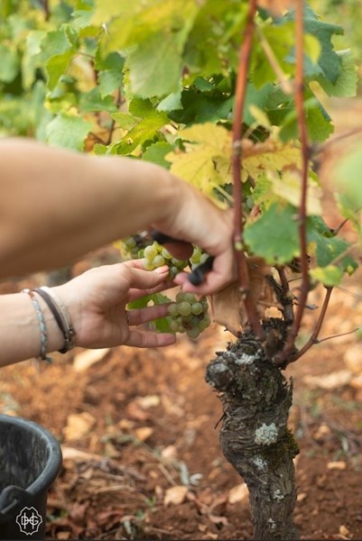 <p>Plantene er i gjennomsnitt 50 &aring;r gamle og kultiveres med en &oslash;kologisk filosofi.</p>
<p>P&aring; et tidspunkt muterte noen av Henri sine pinot noir-planter fra r&oslash;de til hvite druer, og ble til det som kalles pinot gouges, som er varianten som er plantet i premier cru-marken La Perri&egrave;re.</p>