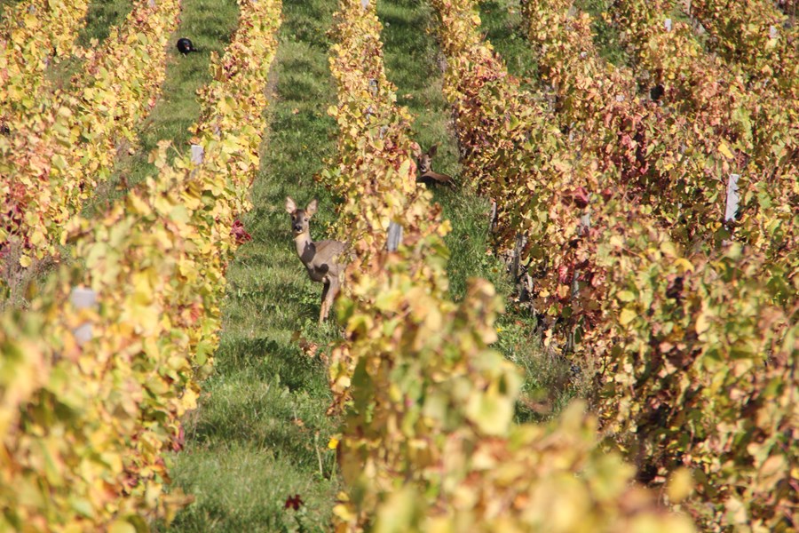 <p>&laquo;Largillier&raquo; er 3,4 hektar i st&oslash;rrelse og er utelukkende beplantet med pinot noir. De eldste plantene kommer fra 1972 og 1976, mens resten stammer fra 1986, 1993 og 1994. Det pl&oslash;yes mellom vinstokkene for &aring; tvinge r&oslash;ttene dypere ned i jorden, og de lar gress og urter gro mellom plantene for &aring; &oslash;ke biodiversiteten og bidra til &oslash;kt konkurranse om n&aelig;ring for vinplanten. Slikt blir det ivrige og gode planter av.</p>
<p>Coessens har gjort mye grundig forskning p&aring; sitt jordsmonn, som kan oppsummeres som en kombinasjon av kimmeridgekalk og leire, noe navnet &laquo;Largillier&raquo; henviser til. Dette er eksakt samme jordsmonn som i grand cru-vinmarkene i Chablis. De har definert fire ulike sektorer i vinmarken, noen rike p&aring; kalk, noen med dypere leire, og disse er navngitt for deres singul&aelig;re smaksprofil; &laquo;Mineral&raquo;, &laquo;Fruity&raquo;, &laquo;Flowery&raquo; og &laquo;Substance&raquo;.</p>