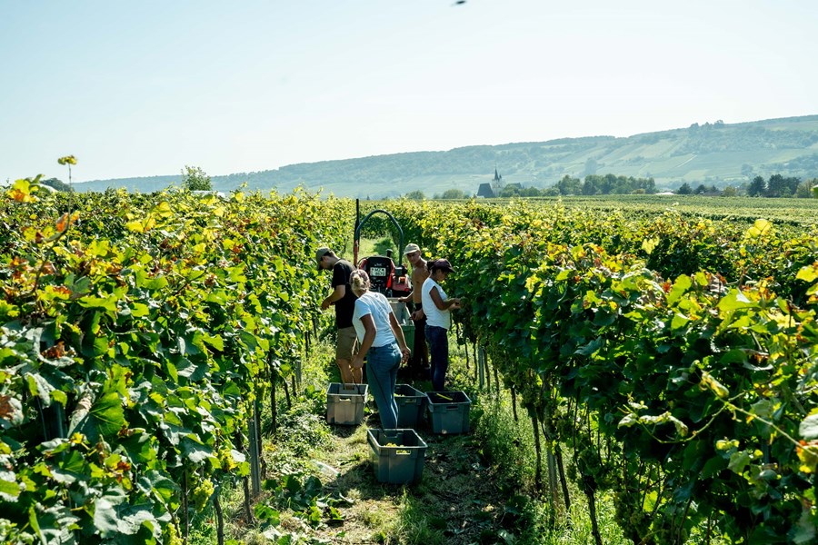 <p>AdamsWein har sitt klare fokus p&aring; Sp&auml;tburgunder - alle helt t&oslash;rre, og av topp kvalitet &ndash; men det lages ogs&aring; hvitvin p&aring; Weissburgunder, Grauburgunder og Chardonnay. Samtlige viner er spontanfermentert p&aring; rustfrie st&aring;ltanker. De r&oslash;de vinene lages med hele klaser, hvilket endrer tanninstrukturen og gir vinene en unik kompleksitet. Lagringen varer i 12-18 m&aring;neder p&aring; store eikefat for kommunevinene og barriques for enkeltvinmarksvinene, og andelen ny eik ligger p&aring; maksimalt 20-25 prosent, avhengig av cuv&eacute;e. Det benyttes ingen klaring eller filtrering, og sm&aring; mengder sulfitt tilsettes bare ved tapping p&aring; flaske.</p>