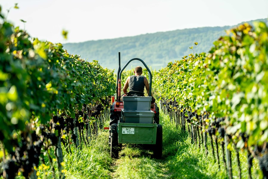 <p>AdamsWein har sitt klare fokus p&aring; Sp&auml;tburgunder - alle helt t&oslash;rre, og av topp kvalitet &ndash; men det lages ogs&aring; hvitvin p&aring; Weissburgunder, Grauburgunder og Chardonnay. Samtlige viner er spontanfermentert p&aring; rustfrie st&aring;ltanker. De r&oslash;de vinene lages med hele klaser, hvilket endrer tanninstrukturen og gir vinene en unik kompleksitet. Lagringen varer i 12-18 m&aring;neder p&aring; store eikefat for kommunevinene og barriques for enkeltvinmarksvinene, og andelen ny eik ligger p&aring; maksimalt 20-25 prosent, avhengig av cuv&eacute;e. Det benyttes ingen klaring eller filtrering, og sm&aring; mengder sulfitt tilsettes bare ved tapping p&aring; flaske.</p>