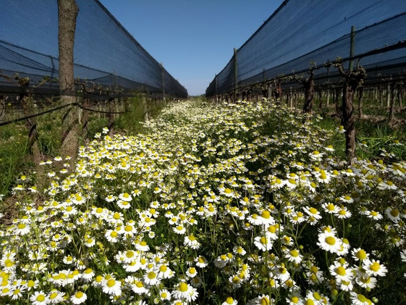 <p>Klimaet i Mendoza er preget av at det ligger h&oslash;yt over havet. Dette gir kj&oslash;lig og lang vekstsesong, og s&aelig;rlig er det forskjellen p&aring; natt- og dagtemperatur som spiller inn for &aring; gi friske og saftige viner. &Aring;rstidene og v&aelig;rforholdene er normalt sv&aelig;rt forutsigbare og jevne, med hagl om sommeren, kalt La Piedra, som st&oslash;rste trussel. Jordsmonnet er preget av alluviale forekomster, i hovedsak sand over leire. Det er sv&aelig;rt t&oslash;rt i omr&aring;det (200 mm &aring;rlig regn), og jordbruket er helt avhengig av vanning. Vannet kommer fra fjellene og smeltevann fra isbreer. Vanningssystemet er infl&oslash;kt utbygget gjennom kanaler i landskapet, og tilgangen styres av myndighetene.</p>