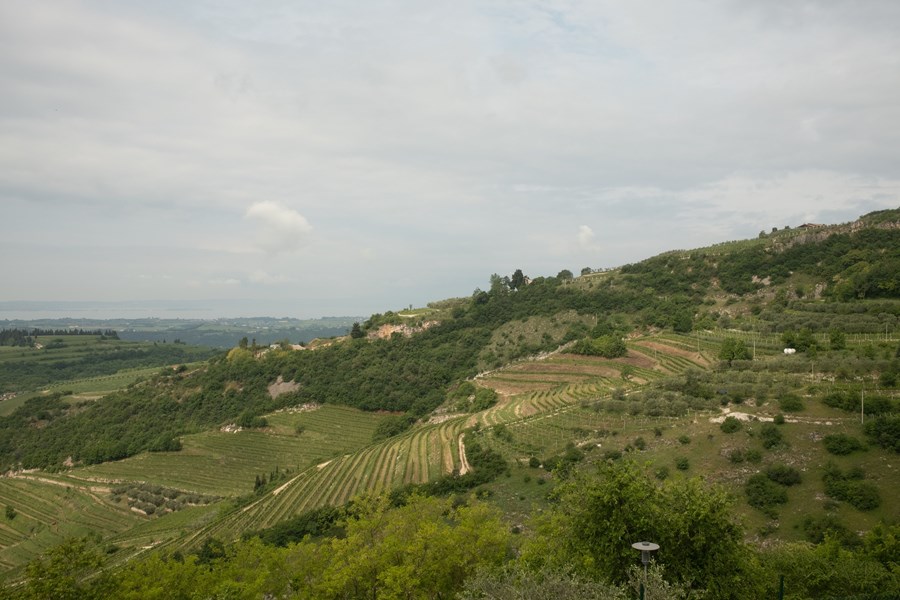 <p>Det var Giovanni Allegrini som f&oslash;rst startet med tapping av vin fra familiens eiendommer. P&aring; 1960-tallet markerte han seg, som den femte generasjonen Allegrini, med en n&oslash;kkelrolle i renessansen for Valpolicella-regionen. Med innf&oslash;ring av innovative og banebrytende metoder innen b&aring;de dyrking og vinmaking, behersket Giovanni kunsten &aring; produsere fremragende viner. Etter hans bortgang i 1983, overtok hans tre barn, Franco, Marilisa og Walter, stafettpinnen. I dag er det Francos barn, Francesco, Giovanni og Matteo, som sammen med deres kusine Silvia, b&aelig;rer Allegrinis lidenskap videre.</p>