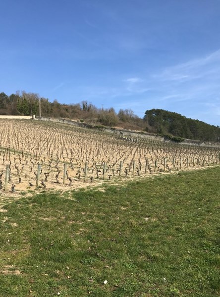 <p>Domaine Marquis d'Angerville er et av de mest ber&oslash;mte domainene i Burgund, og har v&aelig;rt det siden 1920-tallet. P&aring; dette tidlige tidspunktet f&oslash;r appellation control&eacute;e-reglene ble implementert (i 1936), styrte de store handelshusene s&aring; godt som all virksomhet i Burgund og drev med flasketapping for de sm&aring; produsentene i regionen. Far til avd&oslash;de Marquis d'Angerville registrerte til sin store irritasjon at <em>n&eacute;gociantene</em> i Beaune og omegn hyppig &oslash;dela det som i utgangspunktet var gode viner med slett kjellerarbeid. Siden 1920-tallet har domainet ikke solgt et eneste fat til <em>n&eacute;gocianter</em>. Domaine Marquis d'Angerville valgte isteden &aring; tappe vin fra egne vinmarker under egen etikett, noe som naturligvis er helt normalt i dag, men som var kontroversielt p&aring; dette tidspunktet. Jacques d'Angerville tok over domainet etter sin far i 1952 og siste &aring;rgang for hans del ble 2002; han d&oslash;de det p&aring;f&oslash;lgende &aring;ret. I dag styres virksomheten av Guillaume d'Angerville og hans vinmaker Fran&ccedil;ois Duvivier, og det lages minst like detaljerte, lekre og konsentrerte viner her som det ble gjort under det forrige regimet.</p>