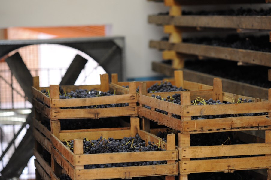 <p>VALPOLICELLA CLASSICO</p>
<p>Eiendommens valpolicella produseres av druer innh&oslash;stet ca to uker etter at druene beregnet p&aring; amaroneproduksjonen har kommet i hus. Gj&aelig;ringen finner sted p&aring; temperaturkontrollerte st&aring;ltanker ved 25-28 grader. Vinen gis seks m&aring;neders lagring p&aring; st&aring;ltank f&oslash;r flasketapping. Det gir en klassisk valpolicella med preg av syrlige kirseb&aelig;r og fruktkjerner p&aring; duft. I munnen er den rik og saftig med en lett syrlig og bitters&oslash;t finish. Druemiksen er 80 % corvina og corvinone og 20 % rondinella, mollinara, oseleta.</p>
<p>&nbsp;</p>
<p>CASAL VEGRI</p>
<p>Enkeltvinmarksvinen Casal Vegri, perfekt plassert p&aring; toppen av en &oslash;stvendt &aring;sside, er basert p&aring; h&aring;ndplukkede druer som avstilkes og gj&aelig;res i temperaturkontrollerte rustfrie st&aring;ltanker med 15-20 dagers maserasjon. Siden lagres vinen halvparten i klassiske "botte" og halvparten i franske barriques, som tidligere har v&aelig;rt benyttet i amaroneproduksjonen. Casal Vegri er en klassisk valpolicella laget av godt modne druer h&oslash;stet rett f&oslash;r amaronedruene. Vinen kombinerer god frukts&oslash;dme rik og syrlig munnf&oslash;lelse. Erfaringsmessig trenger den gjerne noe tid for &aring; &aring;pne. Druemiksen er den samme som for Valpolicella Classico.</p>
<p>&nbsp;</p>
<p>AMARONE DELLA VALPOLICELLA</p>
<p>Druematerialet til eiendommens Amarone delle Valpolicella kommer som for Casal Vegri fra gunstig beliggende &aring;ssidevinmarker. Vinen er basert p&aring; h&aring;ndplukkede druer t&oslash;rket p&aring; t&oslash;rkeloft. Druene avstilkes og gj&aelig;res i temperaturkontrollerte rustfrie st&aring;ltanker p&aring; en temperatur som starter 7 grader og avsluttes ved 20-22 grader. Siden lagres vinen i klassiske botte (3000 liter) i ca 36 mnd f&oslash;r flasketapping. Resultatet blir en elegant og transparent amarone med flott frukt i retning kirseb&aelig;r, kirseb&aelig;rkjerne, mandel og t&oslash;rket frukt. Eiendommens amarone er en rik og saftig vin med mye struktur og matchende syre, lett bitter avslutning og usedvanlig god lengde. Ca? la Biondas amarone er regelmessig en t&oslash;rr vintype, noe som gj&oslash;r den godt egnet som matvin. Druemiksen er 80% corvina, 10 % corvinone og 10% rondinella.</p>
<p>&nbsp;</p>
<p>VALPOLICELLA CLASSICO SUPERIORE RIPASSO</p>
<p>Husets ripasso, Malavoglia, har en litt kuri&oslash;s historie og navn. Alessandro Castellani fra Ca la Bionda sa alltid at han aldri noensinne skulle lage en ripassovin, da han mener at dette ikke er tradisjonelle viner for Valpolicella. Mange kunder &oslash;nsket allikevel en slik vin, og da han til slutt ga etter for presset kalte han vinen Malavoglia, "mot min vilje" og laget en ripasso med s&aelig;regen flott friskhet og eleganse. Malavoglia er en klassisk ripasso-laget vin, og ikke en vanlig valpolicella som er blandet med amarone slik mange gj&oslash;r i dag. Vinen best&aring;r av 80% Corvina, 10% Rondinella, 5% Oseleta og 5% Molinara.</p>