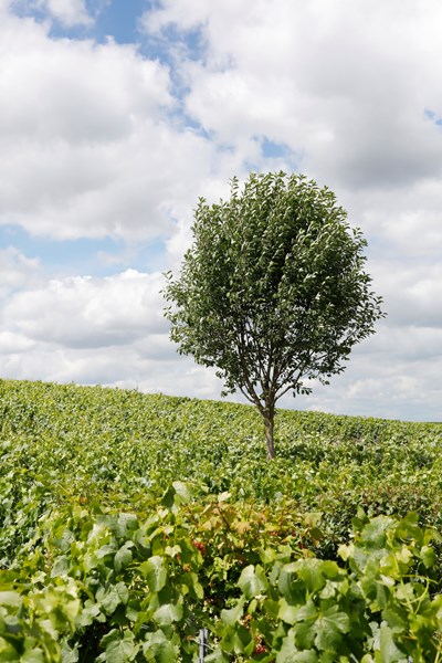 <p>I kjelleren arbeides det med pneumatisk pressing. Til fermenteringen benyttes <em>pied de cuve</em>, hvilket inneb&aelig;rer at det lages en startkultur av gj&aelig;r fra drueklaser som h&oslash;stes noen dager f&oslash;r selve innh&oslash;stingen. S&eacute;bastien bruker druer fra alle vinmarkene for &aring; f&aring; st&oslash;rst mulig mangfold av gj&aelig;rstammer. Druene knuses og begynner en spontanfermentering, som s&aring; tilsettes i resten av mosten. Dette er da en kontrollert m&aring;te &aring; jobbe med lokal gj&aelig;r p&aring;. Gj&aelig;ringen foreg&aring;r i en kombinasjon av gamle eikefat og emaljerte st&aring;ltanker, og malolaktisk gj&aelig;ring fullf&oslash;res. Vinene er ikke filtrert og det jobbes med lav tilsetning av sulfitt, maksimalt 50 mg/l. Det tilsettes ingen <em>dosage </em>til noen av vinene.</p>