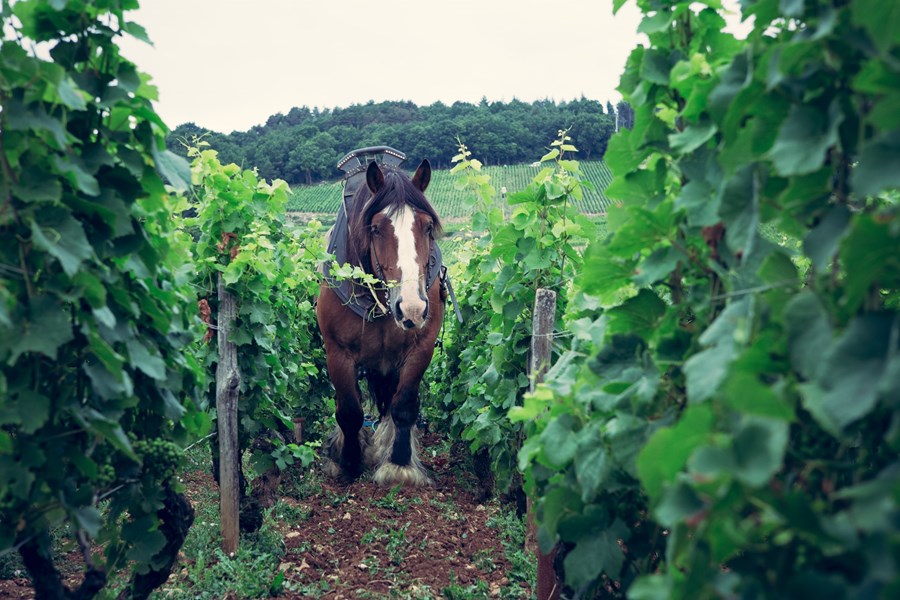 <p>Domainets vinmarker drives i dag &oslash;kologisk, det brukes hest mellom radene av stokker for forhindre at jordsmonnet blir for kompakt, noe som igjen resulterer i lavere baktriell aktivitet enn det som er &oslash;nskelig. Pl&oslash;ying med hest mellom radene kapper rotsystemene i de &oslash;vre jordlagene og tvinger r&oslash;ttene dypere ned i jordlagene for &aring; sikre et mest mulig stabilt n&aelig;ringsopptak / god tilgang til vann. Dette er generelt en stor fordel, og s&aelig;rlig i &aring;rganger med varmestress p&aring; vinstokkene, der redusert fotosyntese og f&oslash;lgelig variabel fysiologisk modenhet av druematerialet ellers kan komme til &aring; bli resultatet. Domainet benytter ikke lenger kjemiske tilsettingsstoffer / plantevernmidler. Kun organisk gj&oslash;dsel anvendes; p&aring; denne m&aring;ten holdes vinmarkene i god mikrobiologisk balanse, noe som bidrar til &aring; holde avlingene nede i tillegg til &aring; motvirke sykdommer. Det jobbes aktivt i vinmarkene gjennom hele vekstsesongen. I de siste &aring;rene er avlingene ved domainet redusert mye, dette skjer som et resultat av nedskj&aelig;ringer av overfl&oslash;dig druemateriale gjennom forsommeren / sommeren.</p>