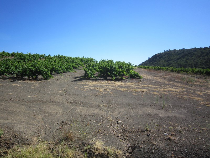 <p>Mas Amiel har v&aelig;rt en pioner p&aring; b&aelig;rekraftig &oslash;kologisk jordbruk og har ogs&aring; lenge eksperimentert med biodynamiske metoder. Fra 2018-&aring;rgangen er vinene &oslash;kologisk sertifiserte og flere av dem vil fra 2020-&aring;rgangen ogs&aring; v&aelig;re biodynamisk sertifiserte gjennom Biodyvin. De s&oslash;te vinene utgj&oslash;r kjernen av produksjonen, men de utvikler stadig den t&oslash;rre stillevinsportef&oslash;ljen med terroirviner av grenache, carignan og/eller cinsault med sv&aelig;rt lite eller ingen tilsatt svoveldioksid. Det er f&aring; produsenter som kan tilby helt unike, komplekse og oksidative s&oslash;tviner fra 60-tallet og samtidig unge, freshe r&oslash;dviner av samme druetyper fra ferskeste &aring;rgang.</p>