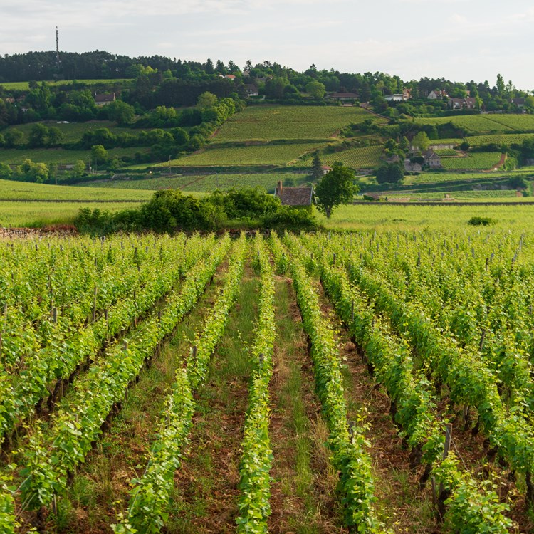 Beaune Pertuisots-22.jpg