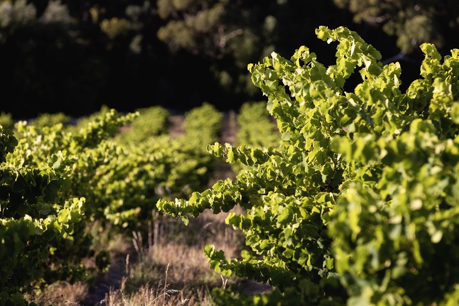 Australsk grenache har tradisjonelt blitt dyrket og vinifisert til sterkvin, men Willunga 100 ønsker i stedet å vise frem grenache-aromaene ved å lage saftige, friske og tilgjengelige viner. Navnet kommer fra det historiske australske kravet om at et område måtte ha minst 100 boliger for å bli fremhevet på et kart, også kjent som en "hundred". Willunga 100s vinmarker ligger på grensen til "The Hundred of Willunga" i McLaren Vale.