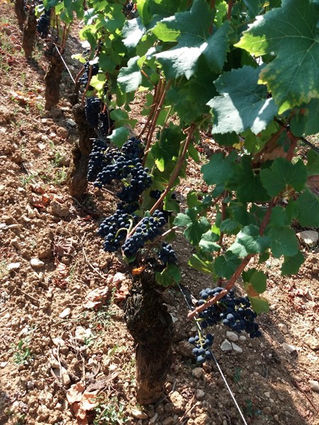Etter å ha overtatt familiens domaine på 2000-tallet, la han produksjonen om til økologisk og senere biodynamisk drift. Ti år senere ønsket han å utvide horisonten her uten å gå på akkord med prinsippene som hadde definert suksessen i Morey-Saint-Denis. Négociant-prosjektet ble svaret – en mulighet til å arbeide med druer fra flere appellasjoner, og vise hvordan det samme håndverket kunne gi nye uttrykk fra andre jordsmonn.