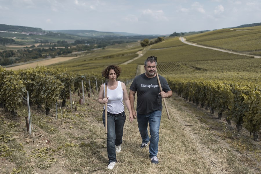 <p>Vinmarkene i Marnedalen starter i Mareuil-sur-A&yuml; og fortsetter i retning av Ch. Thierry og videre vestover. De beste vekstomr&aring;dene ligger i bratte, s&oslash;rvendte skr&aring;ninger mellom Mareuil-sur-A&yuml; og Damery. Det er flust med vinmarker p&aring; s&oslash;rbredden av Marne, men bare et f&aring;tall anses for &aring; v&aelig;re fremragende. Marnedalen er i f&oslash;rste rekke pinot meunier-druens dyrkingsomr&aring;de, og det er her de store champagnehusene tradisjonelt har dekket sitt enorme behov for pinot meunier til non vintage-blandingene. Marnedalen er s&aring;nn sett pinot meunier-havet i Champagne, og fremfor alt er dette dyrkernes omr&aring;de. F&aelig;rre sm&aring; produsenter har s&aring; langt startet opp for seg selv i dette omr&aring;det enn i C&ocirc;te des Blancs og Montagne de Reims.</p>
<p>Champagne Tarlant velger &aring; tenke annerledes, og det kan firmaet tillate seg n&aring;r de selv dyrker og produserer. Vinmarkene dyrkes i henhold til moderne prinsipper for gr&oslash;nt landbruk, noe som blant annet inneb&aelig;rer nulltoleranse til bruk av kjemiske plantevernmidler, og organisk gj&oslash;dsling av vinmarkene. Tarlant er opptatt av at vinmarkene har en best mulig mikrobiologisk balanse, noe som gj&oslash;r vinmarkene bedre i stand til &aring; bekjempe sykdommer og insektangrep. Det vokser gress og pl&oslash;yes mellom radene.</p>
<p>Druemiksen i vinmarkene hos Champagne Tarlant er etter forholdene overraskende. Bare 19 prosent er pinot meunier, mens resten fordeler seg p&aring; 50 prosent pinot noir, en drue som i utgangspunktet er mindre vel ansett fra en adresse som Marnedalen, og 30 prosent chardonnay. I tillegg dyrker de sm&aring; mengder med de mindre vanlige druesortene arbanne, pinot blanc og petit meslier. Etter en grundig analyse av jordsmonn og beliggenhet har de beplantet sine 48 parseller med det som i hvert enkelt tilfelle er det best egnede druematerialet.</p>