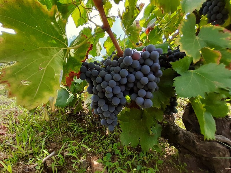 <p>Daniel fra Comando G og Curro fra Fedellos do Couto i Ribeira Sacra vokste opp sammen i landsbyen M&eacute;ntrida og har siden v&aelig;rt n&aelig;re venner. De har lenge b&aring;ret p&aring; dr&oslash;mmen om &aring; gj&oslash;re noe sammen for &aring; l&oslash;fte kvaliteten i vinene fra deres kj&aelig;re hjemomr&aring;der.</p>
<p>Daniel Landi er allerede kjent for &aring; lage noen av verdens beste garnacha-viner hos Comando G (sammen med Fernando Garcia) og i sitt eget prosjekt Daniel Landi Viticultor, en knapp time nordvest for M&eacute;ntrida. Comando G satte garnacha og Sierra de Gredos p&aring; kartet. N&aring; gj&oslash;r Dani og Curro det samme med appellasjonen DO M&eacute;ntrida som ogs&aring; dekker en del av Sierra de Gredos.</p>
<p>I likhet med Sierra de Gredos er DO M&eacute;ntrida mest kjent for &aring; supplere hovedstaden Madrid med middelm&aring;dig volumvin. Den historien akter Dani og Curro &aring; endre p&aring;.</p>
<p>Curro fra Fedellos do Couto har gjort mye av det samme som Daniel Landi, men jobber til daglig i de stupbratte vinmarkene i Ribeira Sacra i Galicia i Nordvest-Spania. Der lager de spesielt delikate uttrykk for voksested og lokale druer langs grisgrendte &aring;ssider ved Sil og Bibei-elvene i Nordvest-Spania. Fedellos do Couto importeres ogs&aring; av oss fra september 2022.</p>
<p>Viticola Mentridana er den naturlige forlengelsen av dr&oslash;mmen og kj&aelig;rligheten de to har for landsbyen og appellasjonen M&eacute;ntrida. Filosofien minner veldig om Comando G sin. Vinene er elegante, delikate og samtidig kraftfulle uttrykk for garnacha fra gode adresser. Kvaliteten og uttrykket i vinene er gjenkjennelige med de fra Comando G, men vinene til Viticola Mentridana er mer &aring;pne og sjarmerende som unge.</p>