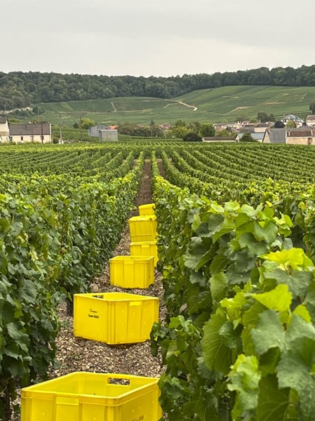 <p>Samtlige av vinmarkene til Cazals ligger i C&ocirc;te des Blancs og er utelukkende plantet med chardonnay. Totalt dreier det seg om 9 hektar med vinmark, fordelt p&aring; grand cru-ene Le Mesnil-sur-Oger og Oger, og premier cru-ene Vertus og Villeneuve-Renneville. Vinmarksarbeidet er b&aelig;rekraftig, blant annet med bruk av <em>cover crops</em>.</p>