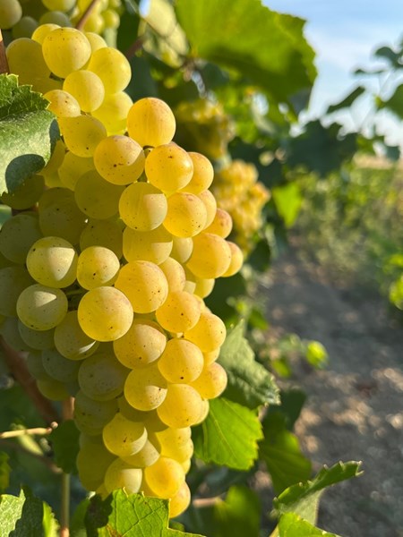 <p>Samtlige av vinmarkene til Cazals ligger i C&ocirc;te des Blancs og er utelukkende plantet med chardonnay. Totalt dreier det seg om 9 hektar med vinmark, fordelt p&aring; grand cru-ene Le Mesnil-sur-Oger og Oger, og premier cru-ene Vertus og Villeneuve-Renneville. Vinmarksarbeidet er b&aelig;rekraftig, blant annet med bruk av <em>cover crops</em>.</p>