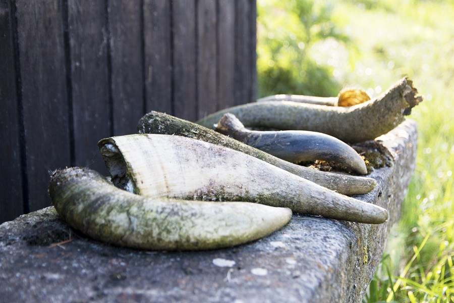 <p>Alle vinmarkene er biodynamisk sertifisert, noe som ikke er spesielt vanlig &aring; se i Chablis, og da Julien begynte sine eksperimenter med biodynamisk vitikultur i 1997, var han den f&oslash;rste i regionen til &aring; gj&oslash;re nettopp det. Det jobbes med hester fremfor traktor, dette for &aring; unng&aring; kompaktering av jorden. Dette krever omtrent fire ganger s&aring; mange timers vinmarksarbeid per hektar sammenlignet med konvensjonelt dyrkede druer i Chablis.</p>
<p>Siden 2017-&aring;rgangen har Juliens omd&oslash;mme skutt i v&aelig;ret, og han er overbevist over at dette skyldes at vinmarkene hans er bedre og bedre rustet for &aring;rgangsvariasjonene som kommer. Han observerte at i de veldig varme &aring;rene 2018 og 2019 hadde druene i de biodynamiske vinmarkene mer juice enn de konvensjonelt dyrkede.&nbsp;&nbsp;</p>