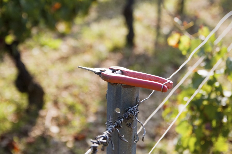 <p>Alle vinmarkene er biodynamisk sertifisert, noe som ikke er spesielt vanlig &aring; se i Chablis, og da Julien begynte sine eksperimenter med biodynamisk vitikultur i 1997, var han den f&oslash;rste i regionen til &aring; gj&oslash;re nettopp det. Det jobbes med hester fremfor traktor, dette for &aring; unng&aring; kompaktering av jorden. Dette krever omtrent fire ganger s&aring; mange timers vinmarksarbeid per hektar sammenlignet med konvensjonelt dyrkede druer i Chablis.</p>
<p>Siden 2017-&aring;rgangen har Juliens omd&oslash;mme skutt i v&aelig;ret, og han er overbevist over at dette skyldes at vinmarkene hans er bedre og bedre rustet for &aring;rgangsvariasjonene som kommer. Han observerte at i de veldig varme &aring;rene 2018 og 2019 hadde druene i de biodynamiske vinmarkene mer juice enn de konvensjonelt dyrkede.&nbsp;&nbsp;</p>