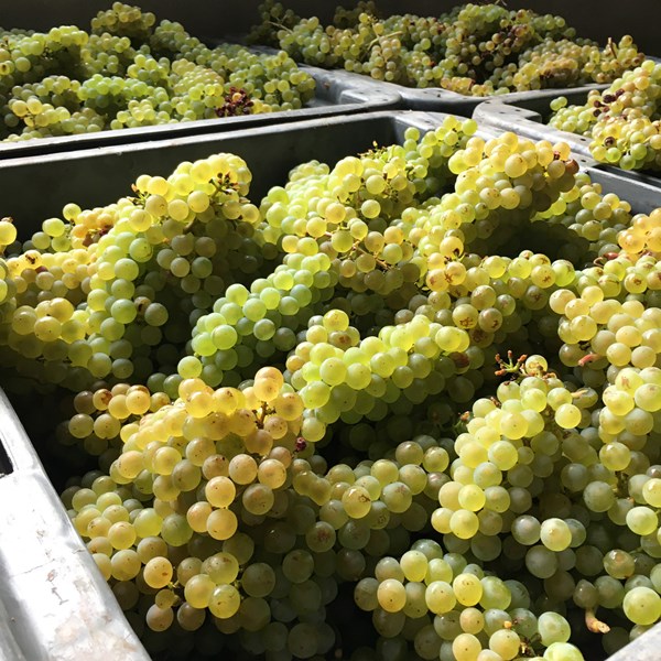 <p>Hos Barrat-Masson er kvaliteten p&aring; druene i h&oslash;ysetet, og Lo&iuml;c's arbeid og presisjon i vinmarkene er uvurderlig. Sunne druer h&oslash;stes ved optimal modning. Deretter tar Aur&eacute;lie over og vinifikasjonen blir utf&oslash;rt etter hennes ekspertise. To Coquard-presser, p&aring; henholdsvis 2000 kg og 4000 kg, benyttes til den parsellvise pressingen. Aur&eacute;lie deler pressingen i hele fem ulike fraksjoner, det gjennomf&oslash;res alts&aring; fem <em>retrousses</em>. Den f&oslash;rste og andre fraksjonen utgj&aelig;r 1600 liter, og dette vinifiseres p&aring; b&aring;de rustfrie st&aring;ltanker og 600-liters eikefat. Den tredje fraktsjonen utgj&oslash;r 450 liter, og dette vinifiseres p&aring; 300-liters eikefat. Den fjerde og femte fraksjonen utgj&oslash;r 500 liter, og dette fermenteres p&aring; 200-liters eikefat. Unntaket for dette er pinot noir, som utelukkkende vinifiseres p&aring; eikefat. De ulike fraksjonene gjennomg&aring;r 24 timers bunnfallssedimentering f&oslash;r de overf&oslash;res til sine fermenteringsbeholdere. Dette gir en bred palett av baseviner som senere kan blendes sammen med stor presisjon. P&aring; eikefat fermenteres vinene spontant, mens p&aring; st&aring;ltank innokuleres det med gj&aelig;r for &aring; sikre at fermenteringen gjennomf&oslash;res fullstendig. Vinene ligger p&aring; bunnfall uten omr&oslash;ring frem til de blendes og tappes p&aring; flaske uten klaring eller filtrering i juli. Malolaktisk gj&aelig;ring gjennomf&oslash;res som regel ikke, men det blokkeres ikke og det kan derfor forekomme av seg selv i noen tilfeller. Etter lagring p&aring; bunnfallet i 30-48 m&aring;neder, degorgeres flaskene maskinelt, men uten nedfrysning av flaskehalsen, siden Aur&eacute;lie mener at nedfrysning er et ugunstig sjokk for vinen. Sm&aring; mengder sulfitt tilsettes ved pressing og tapping. Ingen av vinene har tilsatt dosage.</p>