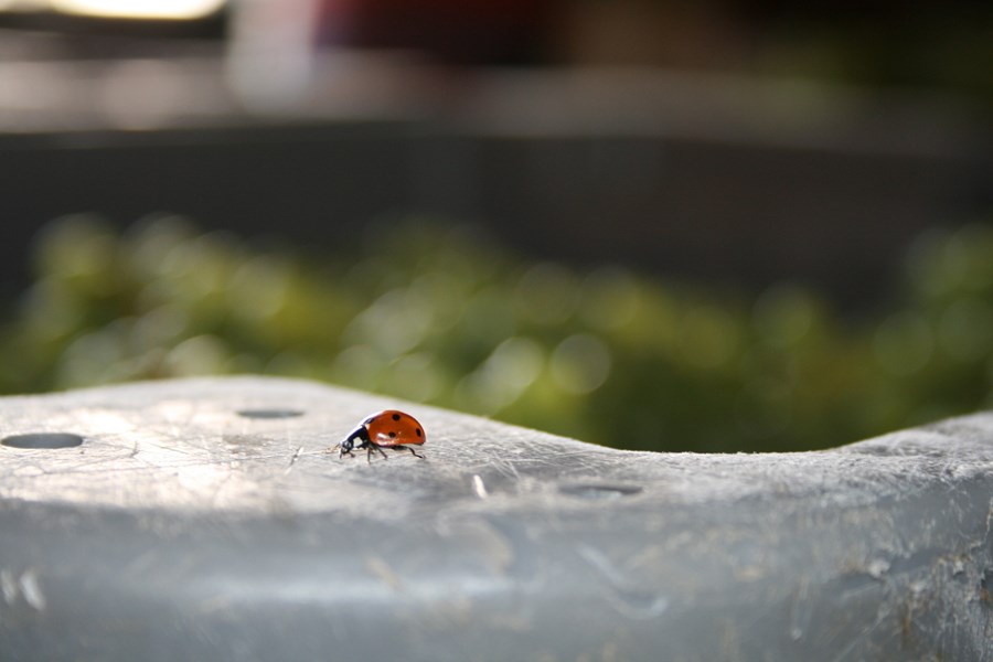 <p>Aur&eacute;lie og Lo&iuml;c arvet hver sine vinmarker i henholdsvis Villenauxe-la-Grande og Bethon, helt sydvest i Champagne, og har sl&aring;tt disse sammen til eiendommen Barrat-Masson. Deres foreldre kultiverte vinmarkene p&aring; konvensjonelt vis, men Aur&eacute;lie og Lo&iuml;c var bestemt p&aring; &aring; drive &oslash;kolgois. Konverteringen ble startet i 2005 og ble fullf&oslash;rt i 2009, og i dag er samtlige viner sertifsert &oslash;kologisk av Ecocert. De sunne vinmarkene skiller seg tydelig ut fra de livl&oslash;se, gr&aring; parsellene som dessverre ellers preger store deler av landskapet i omr&aring;det, og fruktkvaliteten er ogs&aring; noe helt annet enn det meste annet fra denne kanten. De f&oslash;rste vinene ble laget i 2011, men fortsatt selges omtrent halvparten av druene videre til n&eacute;gocianter.&nbsp;</p>