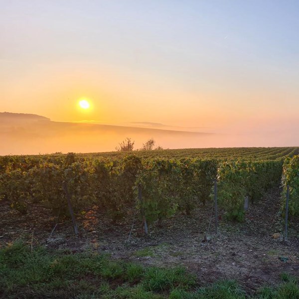 <p>Hos Barrat-Masson er kvaliteten p&aring; druene i h&oslash;ysetet, og Lo&iuml;c's arbeid og presisjon i vinmarkene er uvurderlig. Sunne druer h&oslash;stes ved optimal modning. Deretter tar Aur&eacute;lie over og vinifikasjonen blir utf&oslash;rt etter hennes ekspertise. To Coquard-presser, p&aring; henholdsvis 2000 kg og 4000 kg, benyttes til den parsellvise pressingen. Aur&eacute;lie deler pressingen i hele fem ulike fraksjoner, det gjennomf&oslash;res alts&aring; fem <em>retrousses</em>. Den f&oslash;rste og andre fraksjonen utgj&aelig;r 1600 liter, og dette vinifiseres p&aring; b&aring;de rustfrie st&aring;ltanker og 600-liters eikefat. Den tredje fraktsjonen utgj&oslash;r 450 liter, og dette vinifiseres p&aring; 300-liters eikefat. Den fjerde og femte fraksjonen utgj&oslash;r 500 liter, og dette fermenteres p&aring; 200-liters eikefat. Unntaket for dette er pinot noir, som utelukkkende vinifiseres p&aring; eikefat. De ulike fraksjonene gjennomg&aring;r 24 timers bunnfallssedimentering f&oslash;r de overf&oslash;res til sine fermenteringsbeholdere. Dette gir en bred palett av baseviner som senere kan blendes sammen med stor presisjon. P&aring; eikefat fermenteres vinene spontant, mens p&aring; st&aring;ltank innokuleres det med gj&aelig;r for &aring; sikre at fermenteringen gjennomf&oslash;res fullstendig. Vinene ligger p&aring; bunnfall uten omr&oslash;ring frem til de blendes og tappes p&aring; flaske uten klaring eller filtrering i juli. Malolaktisk gj&aelig;ring gjennomf&oslash;res som regel ikke, men det blokkeres ikke og det kan derfor forekomme av seg selv i noen tilfeller. Etter lagring p&aring; bunnfallet i 30-48 m&aring;neder, degorgeres flaskene maskinelt, men uten nedfrysning av flaskehalsen, siden Aur&eacute;lie mener at nedfrysning er et ugunstig sjokk for vinen. Sm&aring; mengder sulfitt tilsettes ved pressing og tapping. Ingen av vinene har tilsatt dosage.</p>