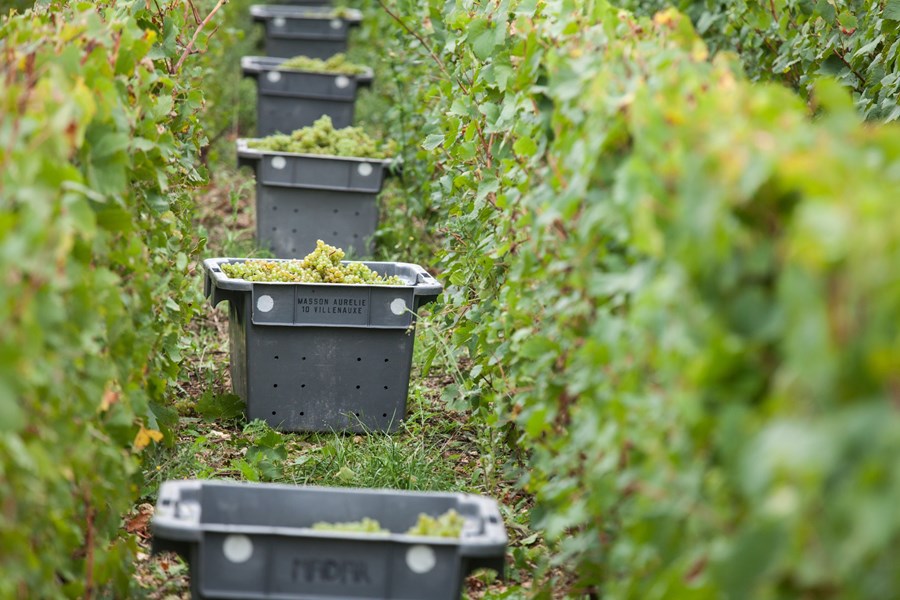 <p>Aur&eacute;lie og Lo&iuml;c arvet hver sine vinmarker i henholdsvis Villenauxe-la-Grande og Bethon, helt sydvest i Champagne, og har sl&aring;tt disse sammen til eiendommen Barrat-Masson. Deres foreldre kultiverte vinmarkene p&aring; konvensjonelt vis, men Aur&eacute;lie og Lo&iuml;c var bestemt p&aring; &aring; drive &oslash;kolgois. Konverteringen ble startet i 2005 og ble fullf&oslash;rt i 2009, og i dag er samtlige viner sertifsert &oslash;kologisk av Ecocert. De sunne vinmarkene skiller seg tydelig ut fra de livl&oslash;se, gr&aring; parsellene som dessverre ellers preger store deler av landskapet i omr&aring;det, og fruktkvaliteten er ogs&aring; noe helt annet enn det meste annet fra denne kanten. De f&oslash;rste vinene ble laget i 2011, men fortsatt selges omtrent halvparten av druene videre til n&eacute;gocianter.&nbsp;</p>