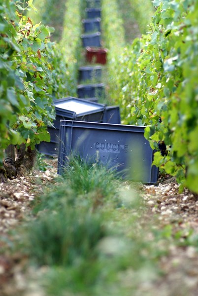 <p>Vinstokkene i Buxeuil best&aring;r hovedsakelig av pinot noir. Etter r&aring;d fra Claude Bourguignon ble chardonnay plantet p&aring; enkelte parseller. Vinmarkene har s&oslash;rlig og vestlig eksponering, med bratte bakker og elva Seinen nedenfor. Dette omr&aring;det har et bestemt mikroklima. Temperaturen kan bli h&oslash;y, samtidig som elva sikrer en viss luftfuktighet. Jordsmonnet best&aring;r av leire og kalkstein, eller leire og mergel. Gress har f&aring;tt lov til &aring; vokse i vinmarkene siden 1999, for &aring; forbedre jorda, unng&aring; erosjon og kontrollere produksjonen.</p>
<p>Fra midten av august blir druene smakstestet og analysert to ganger per uke. Denne regelmessige overv&aring;kingen gj&oslash;r det mulig &aring; bestemme dato for innh&oslash;stingingen i hver enkelt vinmark. Druene plukkes utelukkende for h&aring;nd, med streng n&oslash;yaktighet. Kun modne og sunne druer presses.</p>