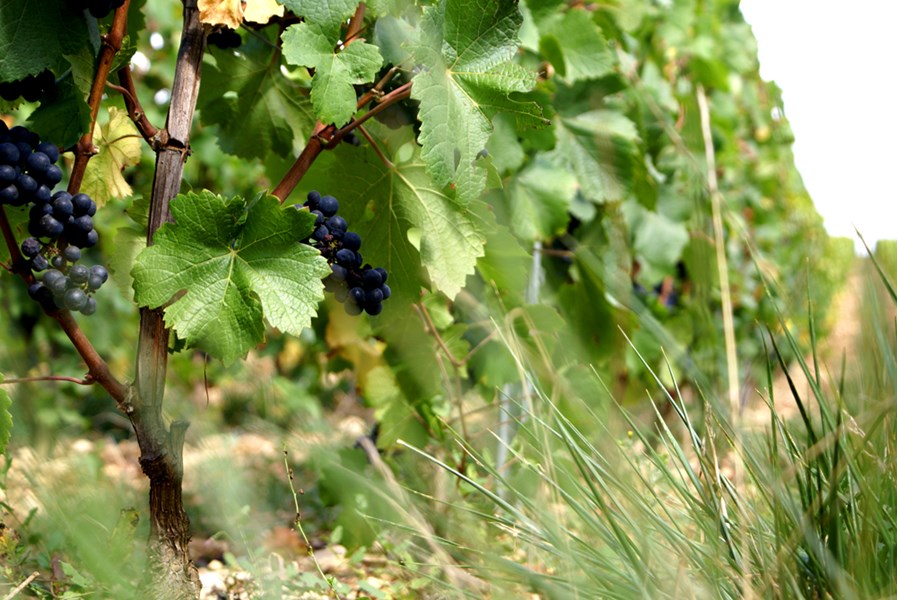 Kjelleren er dyp og holder en konstant vin-vennlig temperatur. De naturlige gjæringsprossesene tar lang tid, noen ganger godt utover vårparten året etter innhøsting. Vinene blir gjæret og modnet i eik uten tilsatt gjær. Alle viner går gjennom full malolaktisk gjæring.