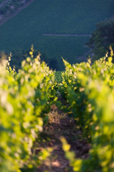 <p>Vinstokkene i Buxeuil best&aring;r hovedsakelig av pinot noir. Etter r&aring;d fra Claude Bourguignon ble chardonnay plantet p&aring; enkelte parseller. Vinmarkene har s&oslash;rlig og vestlig eksponering, med bratte bakker og elva Seinen nedenfor. Dette omr&aring;det har et bestemt mikroklima. Temperaturen kan bli h&oslash;y, samtidig som elva sikrer en viss luftfuktighet. Jordsmonnet best&aring;r av leire og kalkstein, eller leire og mergel. Gress har f&aring;tt lov til &aring; vokse i vinmarkene siden 1999, for &aring; forbedre jorda, unng&aring; erosjon og kontrollere produksjonen.</p>
<p>Fra midten av august blir druene smakstestet og analysert to ganger per uke. Denne regelmessige overv&aring;kingen gj&oslash;r det mulig &aring; bestemme dato for innh&oslash;stingingen i hver enkelt vinmark. Druene plukkes utelukkende for h&aring;nd, med streng n&oslash;yaktighet. Kun modne og sunne druer presses.</p>
