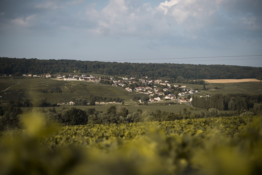 <p>Siden 1780 har Champagne Tarlant holdt til h&oslash;yt oppe i &aring;ssiden over landsbyen Oeuilly, noen kilometer vest for &Eacute;pernay. I dag drives eiendommen av s&oslash;skenparet M&eacute;lanie og Beno&icirc;t Tarlant, som er tolvte generasjon. De disponerer 14 hektar med vinmark fordelt p&aring; hele 48 forskjellige parseller i de fire landsbyene Oeuilly, Boursault, St.-Agnan and Celles-l&egrave;s-Cond&eacute;. En kort titt p&aring; et kart over Champagne forteller oss at vi ikke befinner oss i de mest anerkjente vinmarkene i Champagne. Det har ikke forhindret Tarlant-familien fra &aring; jobbe like seri&oslash;st, og vel s&aring; det, som de antatt beste produsentene i Champagne. Og dedikert jobbing skaper som kjent resultater. Det er her vi finner n&oslash;kkelen til familiehusets suksess.</p>