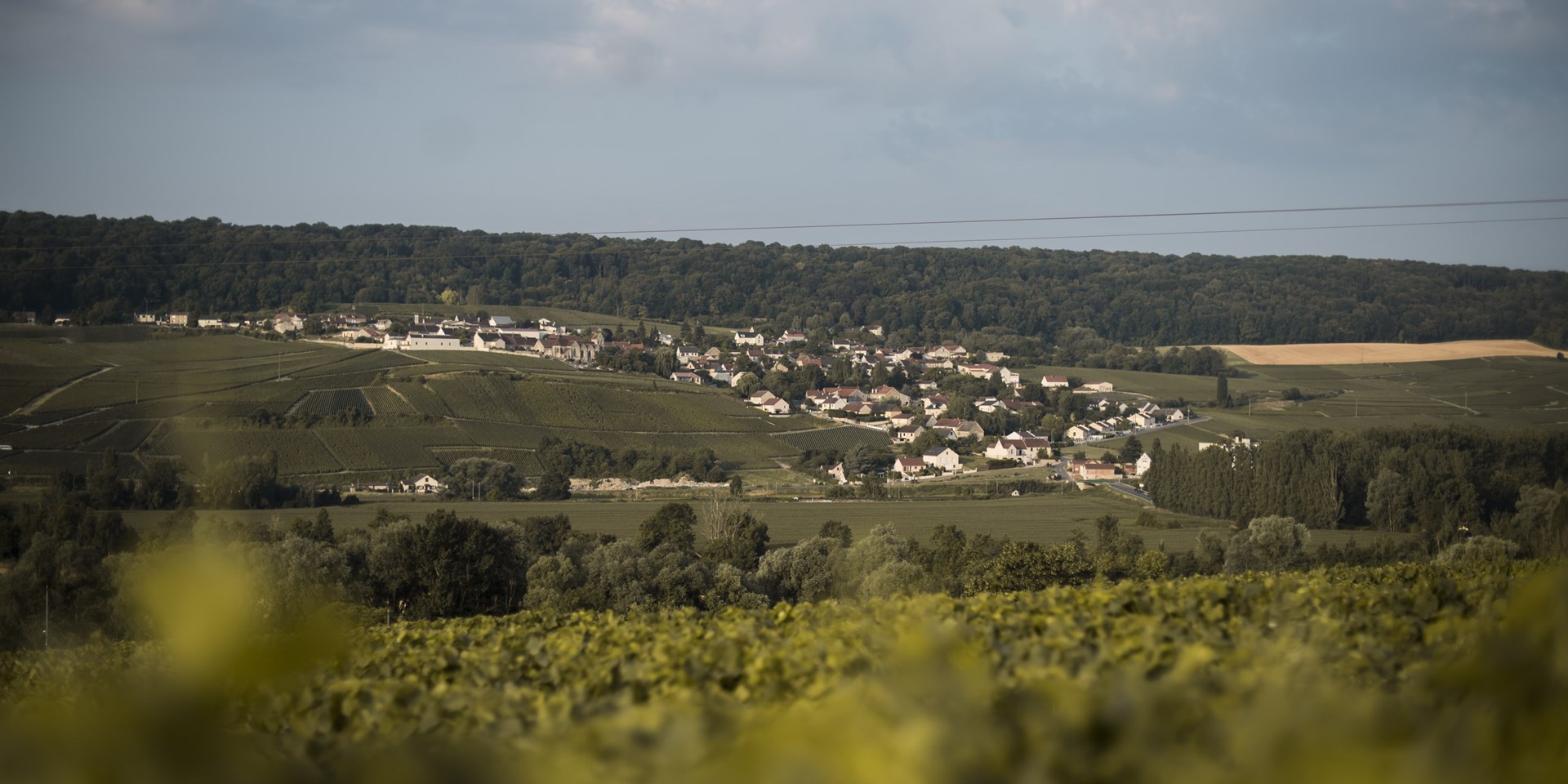 ChampagneTarlant_VueOeuillyTerroir.jpg