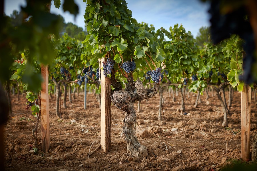 <p>Terroiret hos Ch&acirc;teau Miraval er blant det beste i Provence. Det gj&oslash;res derfor enorme investeringer i form av blant annet grundige geologiske unders&oslash;kelser av jordsmonnet, noe som har avdekket en rekke parseller som er perfekte for kultivering av vindruer. En stor andel nyplantinger gj&oslash;res som vil b&aelig;re frukter til enda bedre vin i fremtiden.&nbsp;</p>
<p>Miraval Ros&eacute; kommer blant annet fra slottets beste parseller Muriers, Longue og Romarin, som er noen av de beste terroirene i Provence. Vinmarkene best&aring;r av leire og kalkstein, og befinner seg p&aring; til dels eldgamle terrasser ved 350 meter over havet. Dette er et kj&oslash;lig mikroklima med stor temperaturvariasjon mellom natt og dag, noe som fremmer aromakompleksitet i druene.</p>