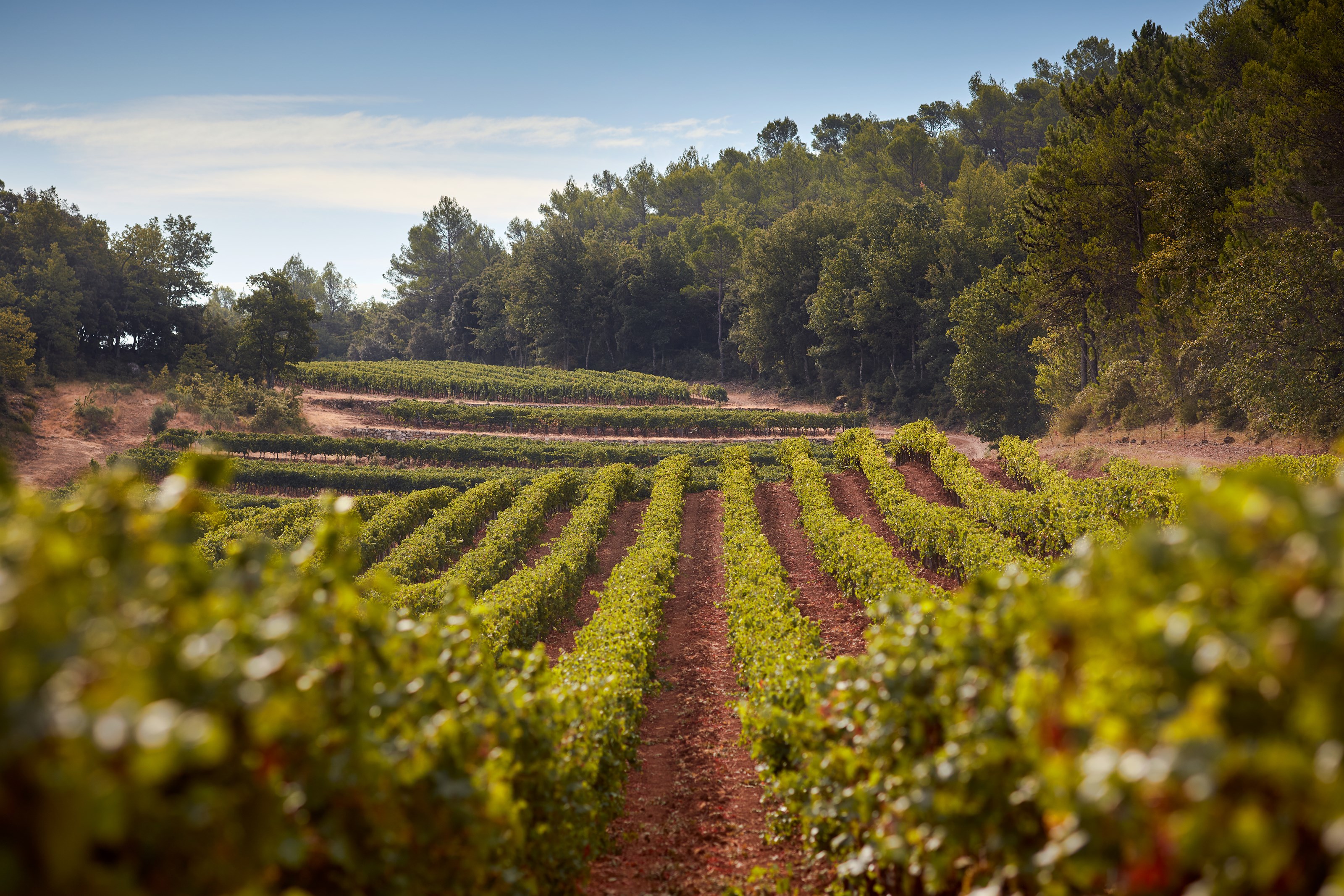 <p>Terroiret hos Ch&acirc;teau Miraval er blant det beste i Provence. Det gj&oslash;res derfor enorme investeringer i form av blant annet grundige geologiske unders&oslash;kelser av jordsmonnet, noe som har avdekket en rekke parseller som er perfekte for kultivering av vindruer. En stor andel nyplantinger gj&oslash;res som vil b&aelig;re frukter til enda bedre vin i fremtiden.&nbsp;</p>
<p>Miraval Ros&eacute; kommer blant annet fra slottets beste parseller Muriers, Longue og Romarin, som er noen av de beste terroirene i Provence. Vinmarkene best&aring;r av leire og kalkstein, og befinner seg p&aring; til dels eldgamle terrasser ved 350 meter over havet. Dette er et kj&oslash;lig mikroklima med stor temperaturvariasjon mellom natt og dag, noe som fremmer aromakompleksitet i druene.</p>