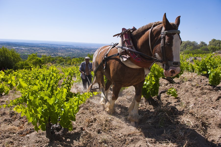 <p>Inspirasjonen da Comando G startet i 2008 var legendariske Ch. Rayas i Ch&acirc;teuneuf-du-Pape med deres lyse, vibrerende og konsentrerte stil. I dag kan vi nok si Comando G har sin helt egen adresse, uttrykk og stil, og at det heller er de som inspirerer verdens garnachaprodusenter.</p>
<p>Vinmakene dyrkes etter biodynamiske prinsipper og med sv&aelig;rt lave avlinger i h&oslash;yder fra 850 til over 1200 moh. De har en rekke enkeltvinmarksviner med sv&aelig;rt begrenset tilgjengelighet, samt deres village-vin, flaggskipet Bruja de Rozas (fra landsbyen <span data-tt="{&quot;paragraphStyle&quot;:{&quot;alignment&quot;:4,&quot;writingDirection&quot;:1}}">Rozas de Puerto Real) som er tilgjengelig stort sett gjennom hele &aring;ret, ogs&aring; i magnum. Deres premier cru, Rozas 1er cru kommer i betydelig mindre opplag, og i et &aring;r som 2019 med mye frost, er avlingene mer enn halvert.&nbsp;</span></p>
<p>Etter strenge selekteringer benyttes kun de beste druene og de vinifiseres etter samme prinsipper over hele linjen: spontanfermentert med hele drueklaser og lange sk&aring;nsomme maserasjoner, opp til 50-60 dager p&aring; noen av enkeltmarksvinene. Modningen foreg&aring;r p&aring; store, brukte franske eikefat, men de jobber ogs&aring; n&aring; med en andel betong p&aring; vinene sine. Ingen klaring eller filtrering, vinene er sv&aelig;rt delikate og lyse i stilen.&nbsp;</p>
<p>Daniel og Fernando &oslash;nsker at hele regionen skal f&aring; sin gjenreisning og bli en attraktiv, b&aelig;rekraftig vinregion drevet frem av toppkvalitetsviner verden vil betale for.</p>
<p>Totalt kultiverer Comando G rundt 15 hektar med vinmark ved landsbyen Rozas de Puerto Real i Ti&eacute;tar-dalen og ved landsbyene Villanueva de &Aacute;vila og Navatalgordo lenger nordvest i de kj&oslash;ligste delene av Alto Alberche-dalen.</p>
<p>Tidligere har kun Bruja og Rozas 1er cru v&aelig;rt tilgjengelige i bestillingsutvalget, mens enkeltvinmarksvinene allokeres som spesialimport. V&aring;ren 2024 endres portef&oslash;ljen noe og vi lanserer tre nye landsbyviner (Rozas, Villanueva og Navatalgordo) som alle blir tilgjengelige i bestillingsutvalget fra mars. 2021-&aring;rgangen er siste &aring;rgang av Rozas 1er. Fra 2022-&aring;rgangen vil den v&aelig;re en village-vin. Enkeltvinmarksvinene for&oslash;vrig vil i stor grad fortsatt kun v&aelig;re tilgjengelige som spesialimport.</p>