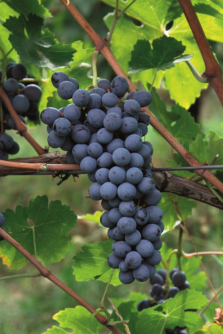 Corvina Veronese.JPG