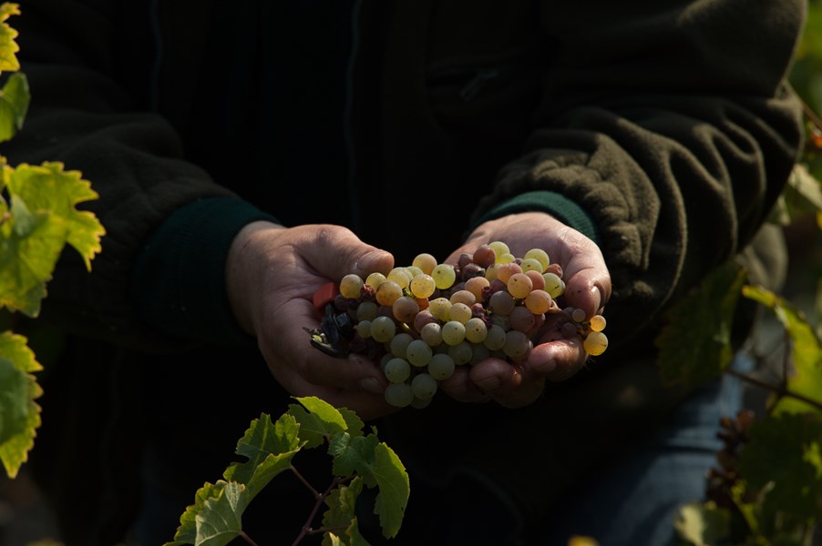 <p>Weingut Selbach-Oster disponerer 16 hektar vinmark i de mest anerkjente terrasserte &aring;ssidevinmarkene i Mosel. Vinmarkene ligger i landsbyene Zeltingen, Wehlen, Graach og Bernkastel, og de aktuelle vinmarkene er Wehlener Sonnenuhr, Zeltinger-Schlossberg, Bernkasteler Badstube, Graacher Domprobst og Zeltinger Sonnenuhr. Den &aring;rlige produksjonen ligger p&aring; 120 000 flasker. Weingut Selbach-Oster er i dag en av de aller beste produsentene i Mosel, og s&aelig;rlig har kvalitetsutviklingen siden ca 1990 v&aelig;rt merkbar.</p>
<p>Generelt sett er vinmarkene til Selbach-Oster preget av stein- og mineralrik toppjord med et h&oslash;yt innslag av ulike skifertyper og l&oslash;ss. Hengene er i mange tilfeller s&aring; bratte at de bare meget vanskelig lar seg kommersielt utnytte. Slike ekstreme jordsmonn gir viner med markant, delikat og fruktig klarhet og sterk mineralsk karakter. I Wehlen er toppjorden tynn og steinete, i realiteten bare en tynn hinne, mens den i Graach er tykkere og fetere. Slike jordsmonnsspesifikke forskjeller p&aring;virker den sensoriske profilen til vinene i sterk grad, noe som tydelig kommer til uttrykk i vinene til Selbach-Oster.</p>
<p>Som for den store andelen av tyske kvalitetsprodusenter for tiden, legges mye ressurser ned i arbeidet i vinmarkene. Den st&oslash;rste kvalitative forskjellen p&aring; tysk vin i dag og for ti &aring;r siden har sitt utspring i sterkt forbedret vitikultur. S&aring;ledes jobbes det kontinuerlig gjennom sommeren for &aring; holde avlingene i de ulike vinmarkene sunne og tilstrekkelig lave. Plukking skjer manuelt, hvordan skulle det ellers ha foreg&aring;tt i disse bratte skr&aring;ningene?, og kun perfekte druer tas med videre i produksjonen.</p>