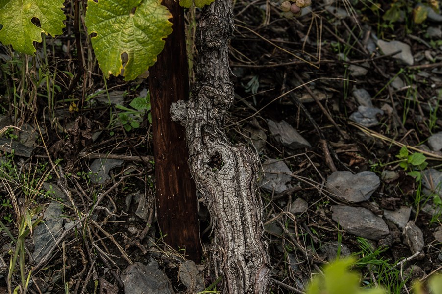 <p>Weingut Selbach-Oster disponerer 16 hektar vinmark i de mest anerkjente terrasserte &aring;ssidevinmarkene i Mosel. Vinmarkene ligger i landsbyene Zeltingen, Wehlen, Graach og Bernkastel, og de aktuelle vinmarkene er Wehlener Sonnenuhr, Zeltinger-Schlossberg, Bernkasteler Badstube, Graacher Domprobst og Zeltinger Sonnenuhr. Den &aring;rlige produksjonen ligger p&aring; 120 000 flasker. Weingut Selbach-Oster er i dag en av de aller beste produsentene i Mosel, og s&aelig;rlig har kvalitetsutviklingen siden ca 1990 v&aelig;rt merkbar.</p>
<p>Generelt sett er vinmarkene til Selbach-Oster preget av stein- og mineralrik toppjord med et h&oslash;yt innslag av ulike skifertyper og l&oslash;ss. Hengene er i mange tilfeller s&aring; bratte at de bare meget vanskelig lar seg kommersielt utnytte. Slike ekstreme jordsmonn gir viner med markant, delikat og fruktig klarhet og sterk mineralsk karakter. I Wehlen er toppjorden tynn og steinete, i realiteten bare en tynn hinne, mens den i Graach er tykkere og fetere. Slike jordsmonnsspesifikke forskjeller p&aring;virker den sensoriske profilen til vinene i sterk grad, noe som tydelig kommer til uttrykk i vinene til Selbach-Oster.</p>
<p>Som for den store andelen av tyske kvalitetsprodusenter for tiden, legges mye ressurser ned i arbeidet i vinmarkene. Den st&oslash;rste kvalitative forskjellen p&aring; tysk vin i dag og for ti &aring;r siden har sitt utspring i sterkt forbedret vitikultur. S&aring;ledes jobbes det kontinuerlig gjennom sommeren for &aring; holde avlingene i de ulike vinmarkene sunne og tilstrekkelig lave. Plukking skjer manuelt, hvordan skulle det ellers ha foreg&aring;tt i disse bratte skr&aring;ningene?, og kun perfekte druer tas med videre i produksjonen.</p>