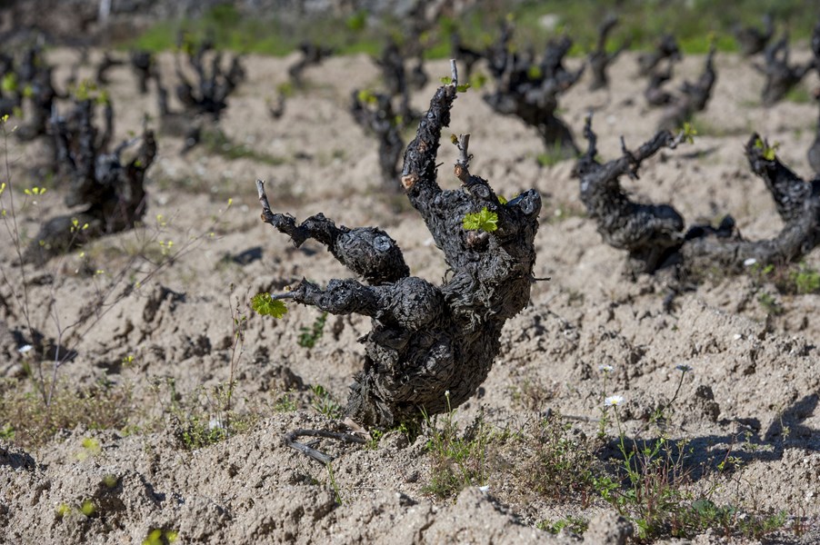 <p>Jordsmonnet er i stor grad forvitret og mager granitt og noe skifer. De 50-80 &aring;r gamle vinstokkene vokser som <em>bush vines</em> innimellom granittblokker, oliventr&aelig;r og andre vekster. Sv&aelig;rt lave avlinger og dyrking etter biodynamiske prinsipper danner grunnlaget for topp garnacha fra Gredos.&nbsp;</p>
<p>Totalt kultiverer Comando G rundt 15 hektar med vinmark i Rozas de Puerto Real i dalen Ti&eacute;tar, samt noen parseller lenger nordvest i de kj&oslash;ligste delene av Alto Alberche-dalen (El Tamboril, Tumba del Rey Moro og Rumbo Al Norte). De ulike enkeltvinmarksvinene er kun tilgjengelig som spesialimport og kommer i sv&aelig;rt begrensede mengder. Her er allikevel en liten oversikt over de forskjellige:</p>
<p><strong>Las Umbrias</strong><br />Fra den h&oslash;yest beliggende vinmarken i Valle del Ti&eacute;tar ved landsbyen Rozas del Puerto Real. Her p&aring; 1000 meter over havet har Comando G en halv hektar med &oslash;stvendte 68 &aring;r gamle vinstokker. Druene er utelukkende helklasefermentert med lang skallmaserasjon og p&aring;f&oslash;lgende 14 m&aring;neder modning i en gammel fransk foudre. Ogs&aring; tilgjengelig p&aring; magnum.</p>
<p><strong>El Tamboril</strong><br />El Tamboril er den nordligste og kj&oslash;ligste parsellen p&aring; 1230 moh ved landsbyen Navatalgordo i Valle del Alto Alberche. Fra ren granittjord i form av sand og silt, kommer det litt avhengig av &aring;rgangens v&aelig;r, 1-3 viner. Den energiske og mineralske Blanco er basert p&aring; garnacha blanca ispedd litt garnacha gris som helklasepresses med tre timers skallkontakt og med p&aring;f&oslash;lgende spontanfermentering og modning i ett gammelt fat. I enkelt &aring;r lages ogs&aring; en florlagret hvit El Tamboril i jura-inspirert stil med florlagring. Til slutt er det den r&oslash;de Tamboril som kun lages i &aring;rganger der garnacha negra modnes tilstrekkelig, som f.eks. i 2018. Dette er andre &aring;rgang og vinen konkurrerer med grand cru-vinmarkene Tumba del Rey Moro og Rumbo al Norte i kvalitet. Vinmaking som for resten av toppvinene.</p>
<p><strong>Tumba del Rey Moro</strong><br />Grand cru-kvalitet fra en 0,7 hektar stor parsell med upodede, over 70 &aring;r gamle vinstokker i en nordvendt og sv&aelig;rt kj&oslash;lig vinmark 1100 meter over havet. Vinmakren ligger i samme dal som El tamboril, Valle de Alto Alberche, i landsbyen Villanueva de &Aacute;vila. Vinstokkene vokser ureglementert og usystematisk i natulige terrasser i noe som likner mer restene fra et leirras enn en vinmark. Dani og Fer brukte flere m&aring;neder p&aring; &aring; finne og rydde vei til den forjettede parsellen. Druene er utelukkende helklasefermentert med lang skallmaserasjon og p&aring;f&oslash;lgende 14 m&aring;neder modning i en gammel fransk foudre.</p>
<p><strong>Rumbo al Norte</strong><br />Fra samme landsby som Tumba del Rey Moro, hvor klimaet er sv&aelig;rt marginalt for garnacha. Parsellen best&aring;r av 0,3 hektar med over 70 &aring;r gamle vinstokker beliggende litt h&oslash;yere enn Rey Moro, p&aring; 1150 meter i Villanueva de &Aacute;vila. Jordsmonnet er granittsand rik p&aring; kvarts og gr&aring; silt. Druene er utelukkende helklasefermentert med 50-60 dager maserasjon og p&aring;f&oslash;lgende 14 m&aring;neder modning i en gammel fransk foudre. Vinmarken viser seg spesielt godt i varme, t&oslash;rre &aring;rganger der den bevarer en voldsom energi i vinen og munnhulen fylles av luftige og dype toner n&aring;r du smaker den.&nbsp;</p>
<p>&nbsp;</p>