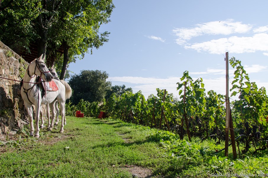 Kostis Dalamara er sjette generasjons vinmaker i Naoussa, den historiske regionen i Makedonia assosiert med aromatisk, alders verdig Xinomavro. Etter å ha tilbrakt tid hos Domaines Trapet, Giboulot og Clos du Rouge Gorge – produsenter kjent for sin vitikultur- og produksjonsmetoder – introduserte Kostis økoligisk dyrking, spontangjæring og reduserte svoveldioksidnivåer da han overtok familiens eiendom i 2010.