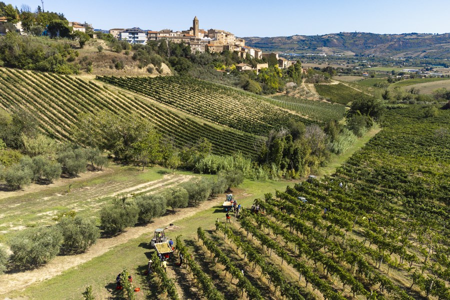 <p>Grevskapet Saladini Pilastri ved landsbyen Spinetoli helt s&oslash;r i Marche, g&aring;r helt tilbake til &aring;r 1000 e.Kr. Familien har hatt en sentral rolle innen presteskap og politisk ledelse i &aring;rhundrer. G&aring;rdsdriften har p&aring;g&aring;tt i over tre hundre &aring;r, og de har v&aelig;rt en del av vinproduksjon i lang tid. F&oslash;rst som et lagringssted for de lokale b&oslash;ndenes viner, og etter hvert ogs&aring; som selvstendig produsent av vin fra egne vinmarker.</p>
<p>Det fantastisk vakre huset fra 1400-tallet omkranses av den 320 ha store g&aring;rden fordelt p&aring; olivenlunder og vinmark kun 8 kilometer fra Adriaterhavet i &oslash;st. Huset og ving&aring;rden er i dag eid og bebodd av den litt eksentriske, men jordn&aelig;re greven Il Conte Saladino Saladini Pilastri.</p>
<p>P&aring; 1970-tallet ble nye vinstokker plantet og et nytt produksjonsanlegg og vinkjeller ble bygd ved siden av det opprinnelige s&aring; vinifikasjonen kunne fortsette p&aring; samme sted.</p>
<p>Den kvalitetsmessige oppturen startet da den velkjente &oslash;nologen Roberto Cipresso p&aring; starten av 1990-tallet endret store deler av produksjonen, b&aring;de i vinmarkene og i vinkjelleren. Alle steiner ble snudd for &aring; f&aring; full effekt av den omfattende omleggingen. &Oslash;kologisk dyrking ble innf&oslash;rt og vinene har v&aelig;rt &oslash;kologisk sertifiserte siden 1994.</p>
<p>Robertos arbeid ble videref&oslash;rt av den anerkjente &oslash;nologen Alberto Antonini. Alberto reduserte fatbruken ytterligere og bidro med enda mer sk&aring;nsom vinifikasjon. Vinene ble med andre ord ytterligere finjustert og mer elegante.</p>
<p>I dag er det en ny generasjon vinmakere og vinmarksansvarlige som st&aring;r for utviklingen. Fabio Felicioni (f.1990) har r&oslash;ttene sine i Marche og har studert ved det lokale universitet i Teramo. Hans tiln&aelig;rming er i tr&aring;d med hans forgjengere, og han er p&aring; utrettelig jakt etter det mest elegante og delikate uttrykket for sangiovese og montepulciano i kombinasjon.</p>
<p>Han har i tillegg utviklet hvitvinsportef&oslash;ljen til &aring; bli skikkelig interessant og deres saftge og friske DOCG Offida-viner finner du p&aring; flere restauranter i Norge og i bestillingsutvalget til Vinmonopolet.</p>