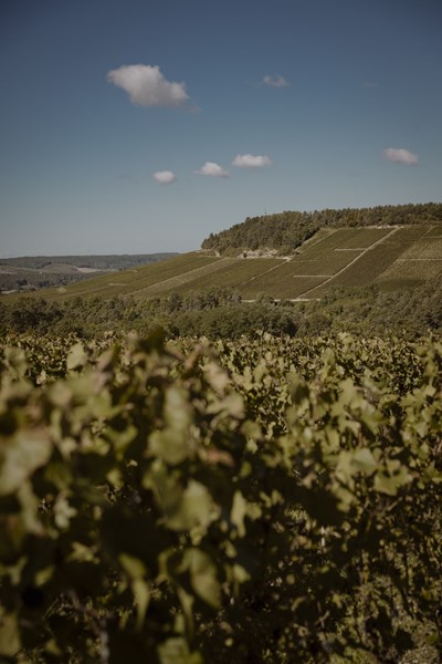 <p>Eiendommen er p&aring; rundt 8 hektar, med 10 parseller fordelt p&aring; de to landsbyene Neuville-sur-Seine og Gy&eacute;-sur-Seine, som begge ligger i C&ocirc;te des Bar, den sydlige delen av Champagne. Dette omr&aring;det st&aring;r for omtrent en fjerdedel av beplantningen i Champagne, men det er f&oslash;rst de siste par ti&aring;rene at vi har begynt &aring; bli kjent med de mangfoldige landsbyene og deres terroir, som hovedsakelig handler om kalkmergel av typen <em>kimmeridgian</em> og <em>portlandian</em>, tilsvarende jorden man finner litt lenger syd i Chablis. Dette skyldes i stor grad oppblomstringen av nye, unge produsenter som har sluttet &aring; selge druene sine til <em>n&eacute;gocianter </em>eller kooperativer, og isteden lager egen champagne fra et avgrenset omr&aring;de.</p>
<p>Domaine de Bichery er et perfekt eksempel. Her jobbes det &oslash;kologisk i vinmarkene, med sertifisering fra 2019. Utbyttene holdes lave og det h&oslash;stes modne og ekspressive druer. Noe av n&oslash;kkelen til eiendommen ligger i bruken av <em>massal s&eacute;lection</em> ved nyplanting av vinmarkene. For mens bruken av h&oslash;ytytende kloner utbredte seg fra rundt 1970, valgte Rapha&euml;ls bestefar, Charles, isteden &aring; benytte stiklinger fra sine egne vinmarker, noe som resulterer i vinmarker med st&oslash;rre genetisk diversitet og ofte viner med st&oslash;rre kompleksitet og kvalitet. Rapha&euml;ls vinmarker er fortsatt basert p&aring; Charles sine opprinnelige planter.</p>