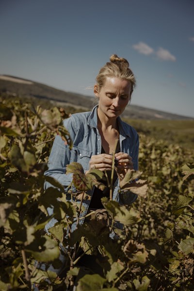 <p>Eiendommen er p&aring; rundt 8 hektar, med 10 parseller fordelt p&aring; de to landsbyene Neuville-sur-Seine og Gy&eacute;-sur-Seine, som begge ligger i C&ocirc;te des Bar, den sydlige delen av Champagne. Dette omr&aring;det st&aring;r for omtrent en fjerdedel av beplantningen i Champagne, men det er f&oslash;rst de siste par ti&aring;rene at vi har begynt &aring; bli kjent med de mangfoldige landsbyene og deres terroir, som hovedsakelig handler om kalkmergel av typen <em>kimmeridgian</em> og <em>portlandian</em>, tilsvarende jorden man finner litt lenger syd i Chablis. Dette skyldes i stor grad oppblomstringen av nye, unge produsenter som har sluttet &aring; selge druene sine til <em>n&eacute;gocianter </em>eller kooperativer, og isteden lager egen champagne fra et avgrenset omr&aring;de.</p>
<p>Domaine de Bichery er et perfekt eksempel. Her jobbes det &oslash;kologisk i vinmarkene, med sertifisering fra 2019. Utbyttene holdes lave og det h&oslash;stes modne og ekspressive druer. Noe av n&oslash;kkelen til eiendommen ligger i bruken av <em>massal s&eacute;lection</em> ved nyplanting av vinmarkene. For mens bruken av h&oslash;ytytende kloner utbredte seg fra rundt 1970, valgte Rapha&euml;ls bestefar, Charles, isteden &aring; benytte stiklinger fra sine egne vinmarker, noe som resulterer i vinmarker med st&oslash;rre genetisk diversitet og ofte viner med st&oslash;rre kompleksitet og kvalitet. Rapha&euml;ls vinmarker er fortsatt basert p&aring; Charles sine opprinnelige planter.</p>