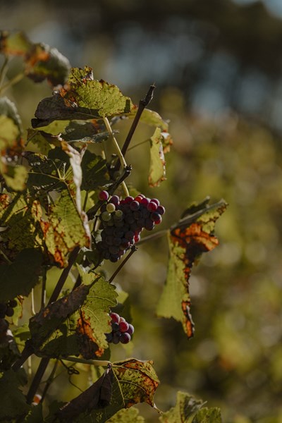 <p>Eventyret til Domaine de Bichery startet i 2013, da Rapha&euml;l Piconnet overtok en andel av familiens vinmarker. Familien hadde allerede dyrket druer i flere &aring;rtier, men disse druene ble solgt til det lokale kooperativet. Etter &aring; ha studert i Burgund og Nyon, og jobbet i Bordeaux, returnerte Rapha&euml;l til familievinmarkene med sin kone Hannah, og sammen produserte de sin f&oslash;rste &aring;rgang i 2015.</p>