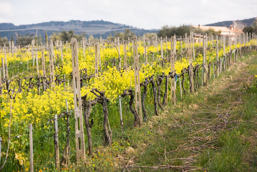 Fossacolle-eiendommen ligger sør i Montalcino og dekker fire hektar med vingårder, hvorav 2,5 er bestemt til Brunello. Slik er kvaliteten på vingårdene at Adriano Bambagioni har vært i stand til å produsere viner som har vunnet en rekke utmerkelser. Adriano lærte sitt fag i løpet av de 10 årene han jobbet med Giacomo Tachis, ønologen som var ansvarlig for å produsere de første supertoskanske vinene.
Adrianos erfaring er tydelig i de smidige tanninene til Brunello, samt den utmerkede strukturen til Rosso. Vinproduksjonen hans blander tradisjon med en moderne tilnærming, med bruk av både franske eikebarriquer og store slaviske eikefat for å lagre Brunello. Godset har vært eid av Marchetti-familien, Adrianos svigerfamilie, siden 1700, og Adrianos sønn, Stefano, jobber nå sammen med ham