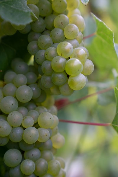 <p>Massif de Saint-Thierry er den nordligste delen av Champagne. Jordsmonnet her er typisk sandholdig, men ogs&aring; med innslag av leire, lignitt og kalkstein. Eiendommen er for det meste beplantet med Pinot Meunier, samt mindre mengder Chardonnay.</p>