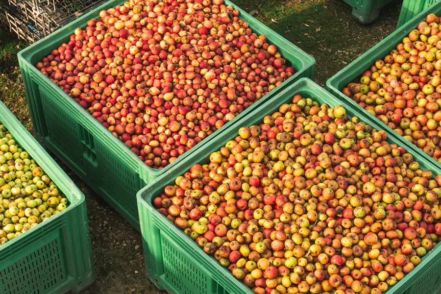 Høstes for hånd, i trådkurver og deretter plassert i paloxs. På grunn av det store antallet varianter, velges frukt fra september til desember i henhold til modenhet.
For å skape den endelige balansen behandles hver fruktsort individuelt: den settes sammen, grovmales, presses forsiktig.
Gjæres i kar og deretter tapping på flaske som foregår over flere uker, til og med måneder avhengig av årgang, med mer eller mindre rester av naturlig sukker (fruktose), så det er ikke nødvendig å tilsette sukrose.