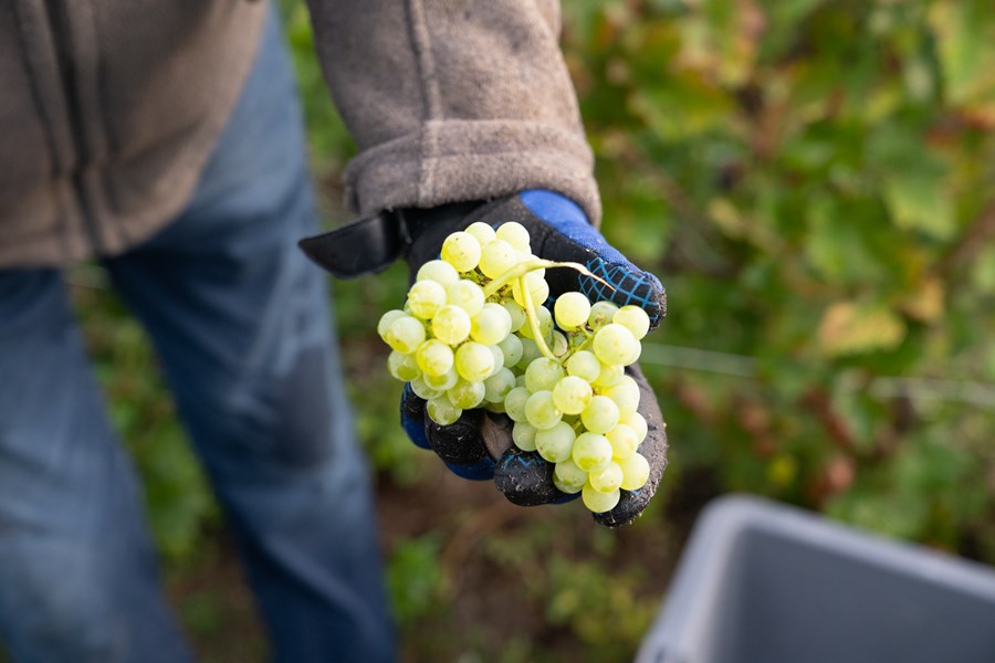 <p>Eiendommen ble kj&oslash;pt i 2012, men de f&oslash;rste &aring;rene ble druene solgt til det lokale kooperativet og n&eacute;gocianter. De f&oslash;rste basevinene ble produsert i 2016. Forel&oslash;pig foreg&aring;r produksjonen i en kjeller i Epernay, men p&aring; sikt vil vinifikasjonen bli flyttet n&aelig;rmere vinmarkene i Hermonville.</p>