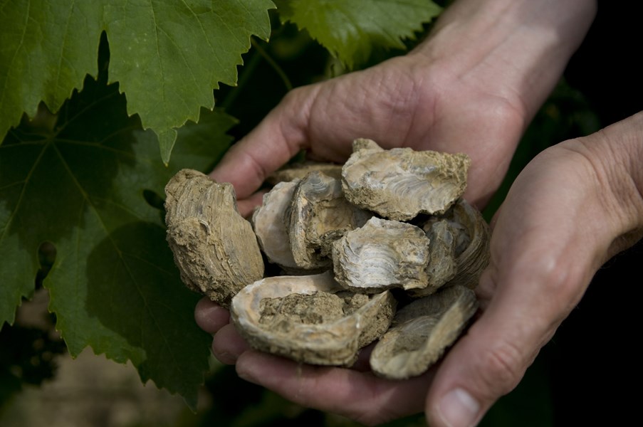 Poggiotondo ligger på vestsiden i Chianti, mellom Vinci og Cerreto Guidi. Jordsmonnet består av en blanding av kalk og marine sedimenter, som bidrar til eleganse og kompleksitet i de vinene. I dag består eiendommen av 50 hektar vinmark med sangiovese, merlot, syrah, canaiolo, trebbiano og malvasia som det produseres Chianti DOCG og IGT-viner fra. Vinmarkene befinner seg omtrent 100 meter over havet, og har høy plantetetthet (6250 vinstokker per hektar).